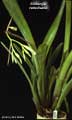 Billbergia tweedieana