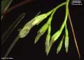 Billbergia tweedieana