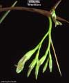 Billbergia tweedieana