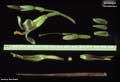 Billbergia tweedieana