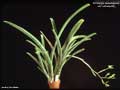 Billbergia tweedieana var. latisepala