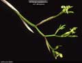 Billbergia tweedieana var. latisepala