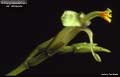 Billbergia tweedieana var. latisepala