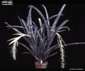 Billbergia velascana