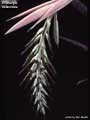 Billbergia velascana