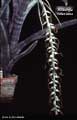 Billbergia velascana