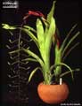 Billbergia viridiflora