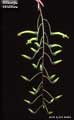 Billbergia viridiflora