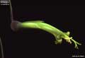Billbergia viridiflora