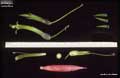 Billbergia viridiflora
