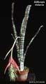 Billbergia violacea