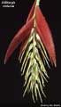 Billbergia violacea