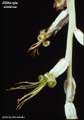 Billbergia violacea