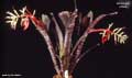 Billbergia vittata