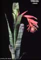Billbergia vittata