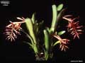 Billbergia vittata