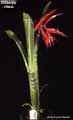 Billbergia vittata