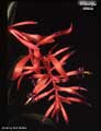 Billbergia vittata