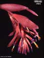 Billbergia vittata