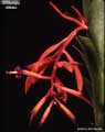 Billbergia vittata