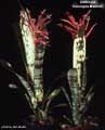 Billbergia vittata 'Domingos Martins'