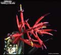 Billbergia vittata 'Domingos Martins'