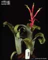 Billbergia leptopoda