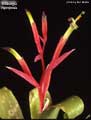 Billbergia leptopoda