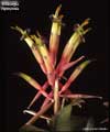 Billbergia leptopoda