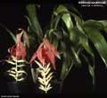 Billbergia euphemiae var. nudiflora
