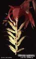 Billbergia euphemiae var. nudiflora