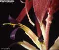 Billbergia euphemiae var. nudiflora