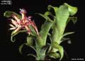 Billbergia euphemiae