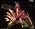 Billbergia euphemiae