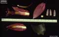 Billbergia euphemiae
