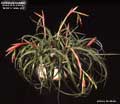 Billbergia nutans Minima
