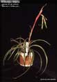 Billbergia nutans Minima