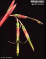 Billbergia nutans Minima