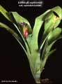 Billbergia euphemiae var. saundersioides