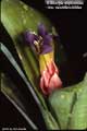 Billbergia euphemiae var. saundersioides