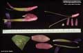 Billbergia euphemiae var. saundersioides