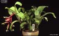 Billbergia 'Samson'