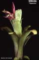 Billbergia 'Samson'