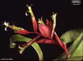 Billbergia 'Samson'