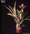 Billbergia 'Collevii'