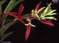 Billbergia 'Collevii'