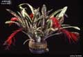 Billbergia 'Fascinator'