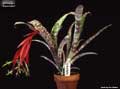 Billbergia 'Fascinator'