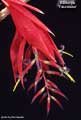 Billbergia 'Fascinator'