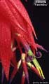 Billbergia 'Fascinator'